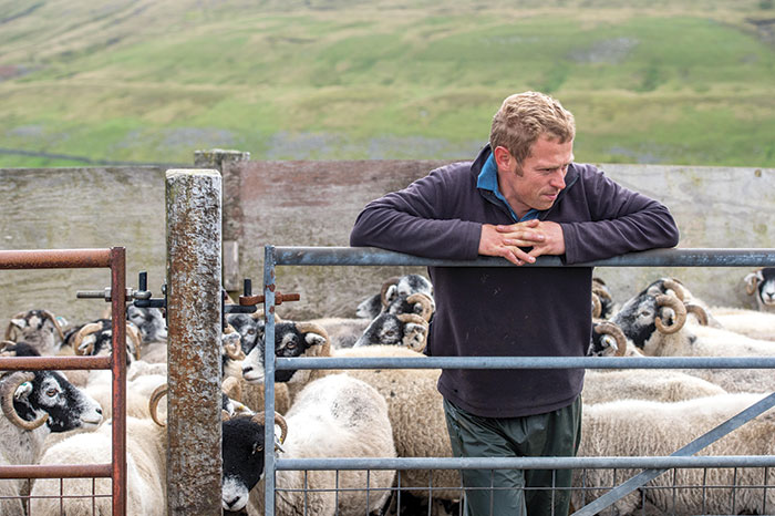 Opinion Farmer With Sheep Alamy