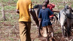 Farming Africa: Developing world 