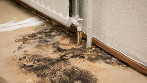 Mold poor standard property 
