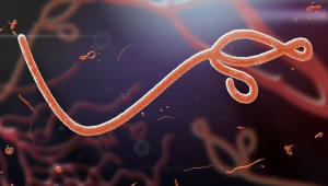 Ebola virus