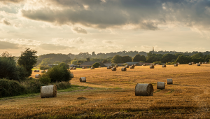 farmland