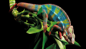 Chameleon CREDIT - Getty- 167542404
