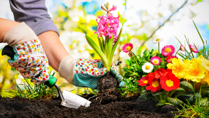 Gardening SHUTTERSTOCK