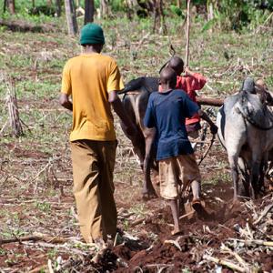 Farming Africa: Developing world 