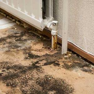 Mold poor standard property 