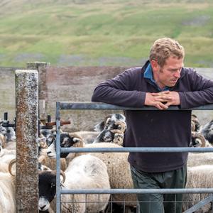 Opinion Farmer With Sheep Alamy