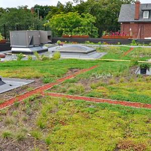 Green roofs 