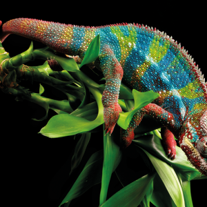 Chameleon CREDIT - Getty- 167542404